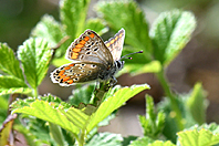 Aricia agestis